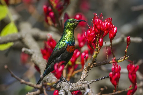 Madarak Sunbird Kruger Nemzeti park, Dél-afrikai Köztársaság — Stock Fotó