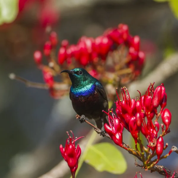 Purple-banded sunbird in Kruger National park, South Africa — Stock Photo, Image