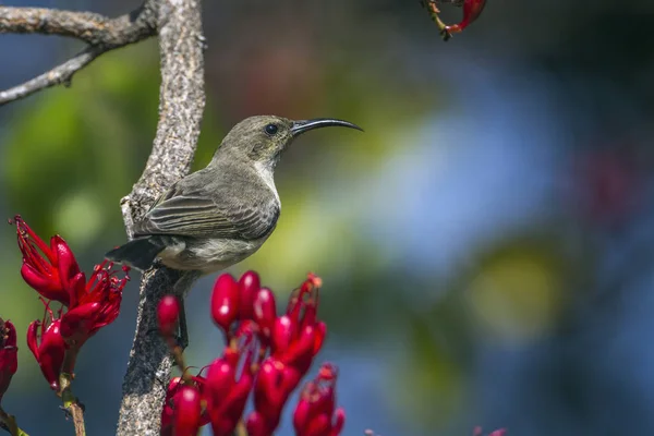 Purple-banded sunbird in Kruger National park, South Africa — Stock Photo, Image
