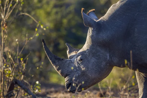 Südliches Breitmaulnashorn im Kruger Nationalpark, Südafrika — Stockfoto