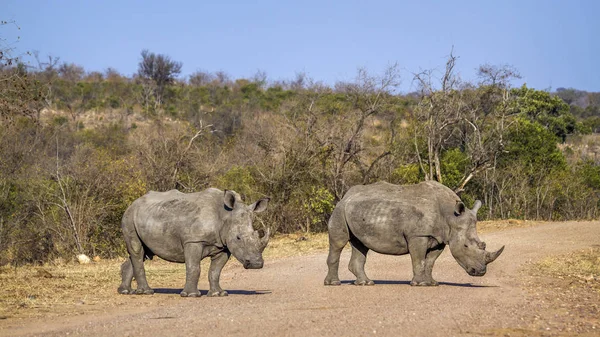 Güney beyaz gergedan Kruger National park, Güney Afrika — Stok fotoğraf