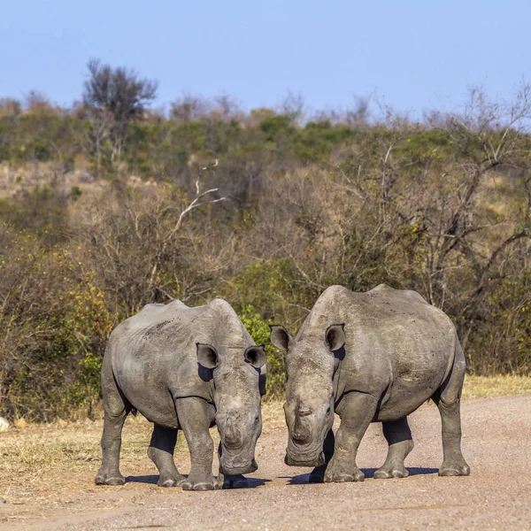 Güney beyaz gergedan Kruger National park, Güney Afrika — Stok fotoğraf