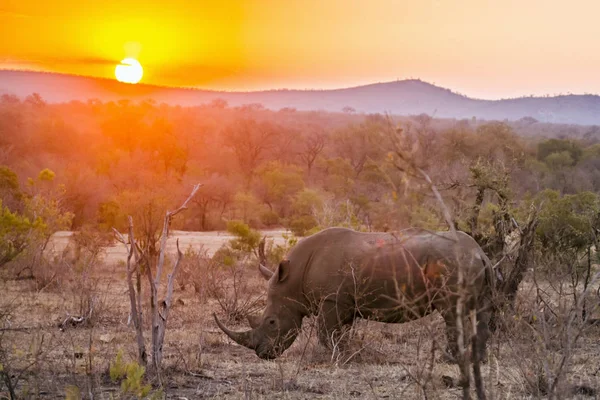 Güney beyaz gergedan Kruger National park, Güney Afrika — Stok fotoğraf