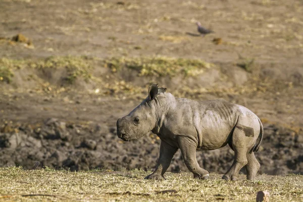 Rhinocéros blanc du Sud dans le parc national de Kruger, Afrique du Sud — Photo