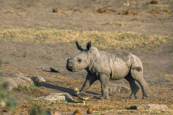 Rhinocéros blanc du Sud dans le parc national de Kruger, Afrique du Sud — Photo