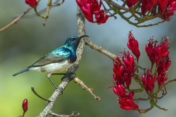 White-breasted Sunbird in Kruger National park, South Africa — Stock Photo, Image