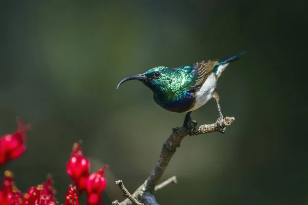 White-breasted Sunbird in Kruger National park, South Africa — Stock Photo, Image