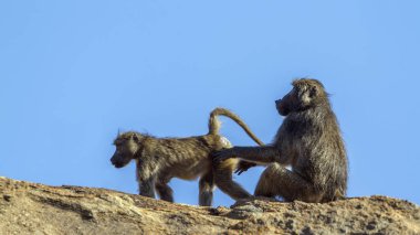 Chacma maymun Kruger National park, Güney Afrika