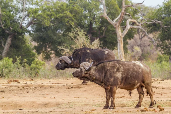Afrikansk buffel i Kruger National park, Sydafrika — Stockfoto