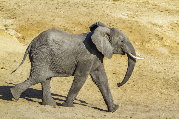 Afrikanischer Buschelefant im Kruger Nationalpark, Südafrika — Stockfoto