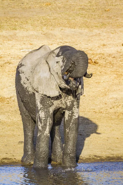 Afrikaanse bush elephant in Kruger National park, Zuid-Afrika — Stockfoto