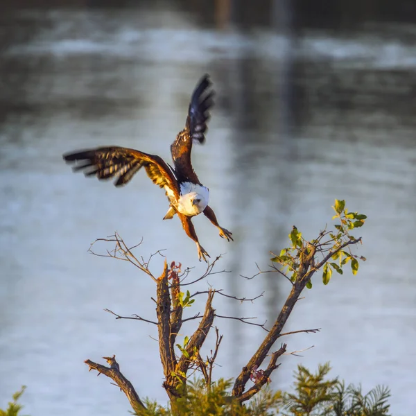 Águila pescadora africana en el Parque Nacional Kruger, Sudáfrica — Foto de Stock