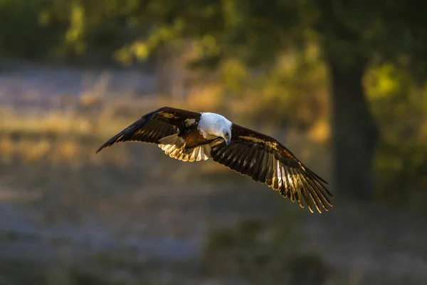 Aigle pêcheur africain dans le parc national Kruger, Afrique du Sud — Photo