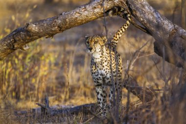 Cheetah Kruger National park, Güney Afrika