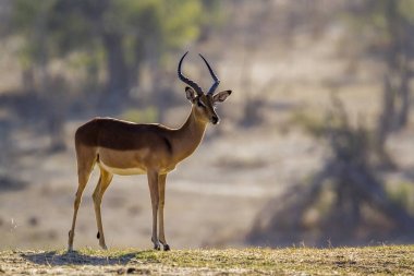 Ortak Impala Kruger National park, Güney Afrika