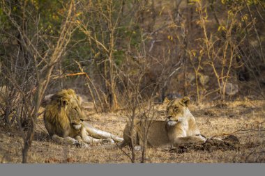 Afrika aslanı Kruger National park, Güney Afrika