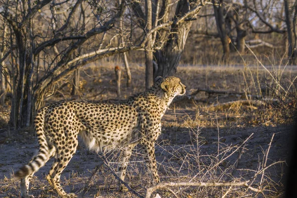 Cheetah en el Parque Nacional Kruger, Sudáfrica —  Fotos de Stock