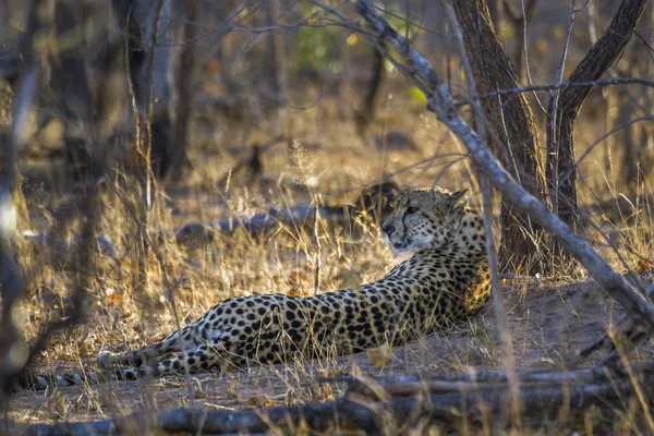 猎豹在南非克鲁格国家公园 — 图库照片