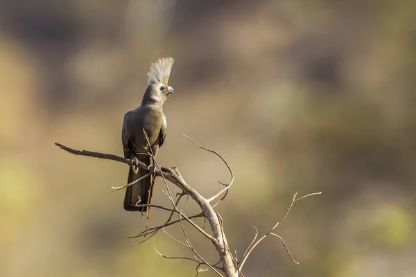Grijze go-away vogel in Kruger National park, Zuid-Afrika — Stockfoto