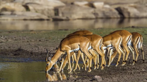Közönséges Impala Kruger Nemzeti park, Dél-afrikai Köztársaság — Stock Fotó