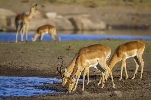 Impala comune nel parco nazionale di Kruger, Sudafrica — Foto Stock