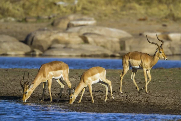 Ortak Impala Kruger National park, Güney Afrika — Stok fotoğraf