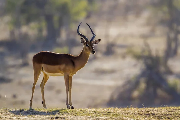 Impala commune dans le parc national de Kruger, Afrique du Sud — Photo