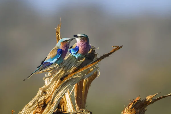 Rodillo de pechuga lila en el Parque Nacional Kruger, Sudáfrica —  Fotos de Stock