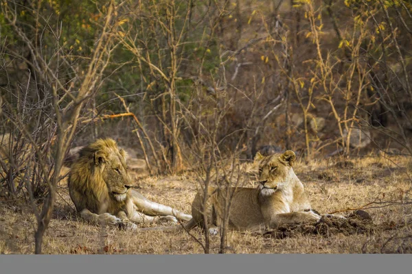 Afrika aslanı Kruger National park, Güney Afrika — Stok fotoğraf