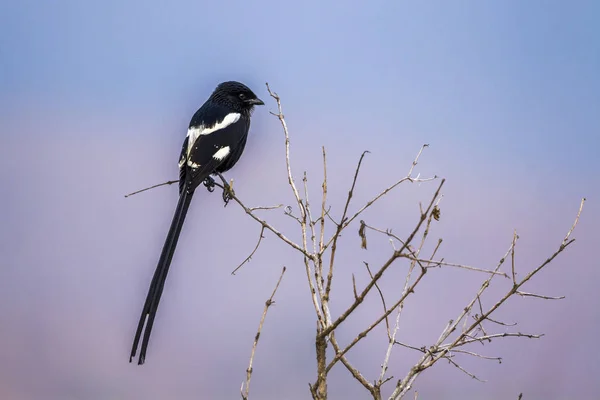 Magpie Shrike nel parco nazionale di Kruger, Sud Africa — Foto Stock