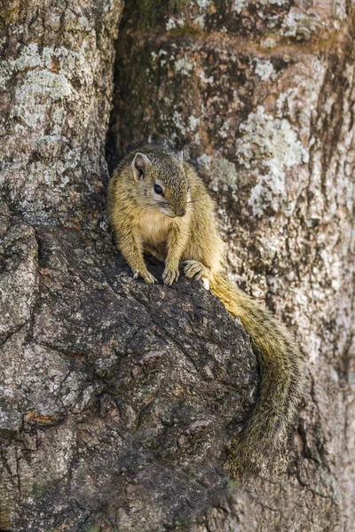 Smith bush eekhoorn in Kruger National park, Zuid-Afrika — Stockfoto