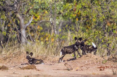 Afrika yaban köpeği Kruger National park, Güney Afrika