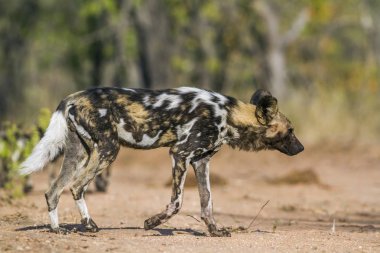 Afrika yaban köpeği Kruger National park, Güney Afrika