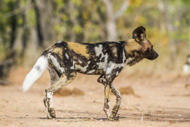 Afrika yaban köpeği Kruger National park, Güney Afrika