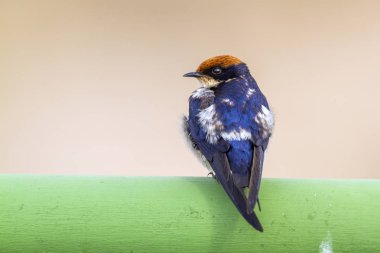 Tel kuyruklu Swallow Kruger National park, Güney Afrika