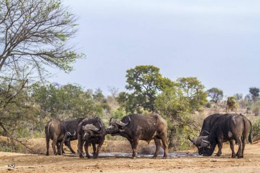 Afrika manda Kruger National park, Güney Afrika