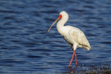 AK kaşıkçı Kruger National park, Güney Afrika