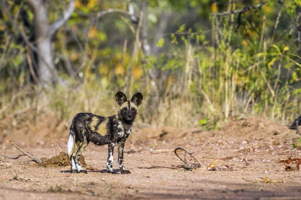 Perro salvaje africano en el Parque Nacional Kruger, Sudáfrica —  Fotos de Stock