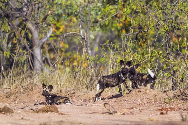 Afrikaanse wilde hond in Kruger National park, Zuid-Afrika — Stockfoto