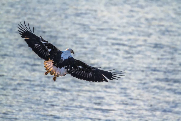 Águila pescadora africana en el Parque Nacional Kruger, Sudáfrica — Foto de Stock