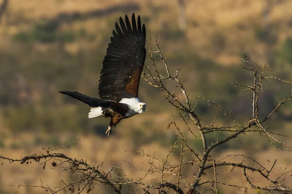 Águila pescadora africana en el Parque Nacional Kruger, Sudáfrica — Foto de Stock
