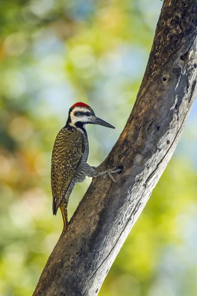 Sakallı ağaçkakan Kruger Ulusal Parkı, Güney Afrika