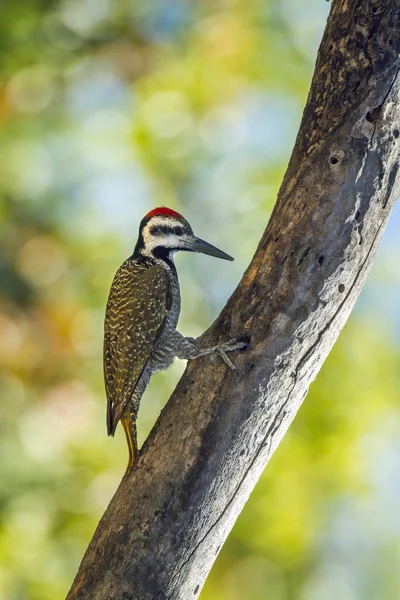 Bearded Woodpecker in Kruger National park, South Africa — Stock Photo, Image
