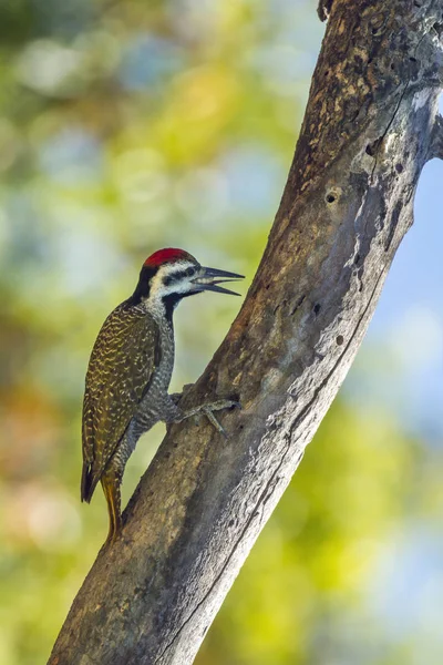 Picchio barbuto nel Kruger National Park, Sud Africa — Foto Stock