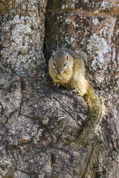 Smith bush squirrel in Kruger National park, South Africa — Stock Photo, Image