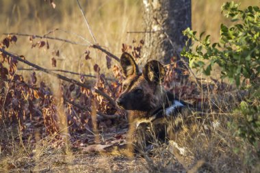 Afrika yaban köpeği Kruger National park, Güney Afrika
