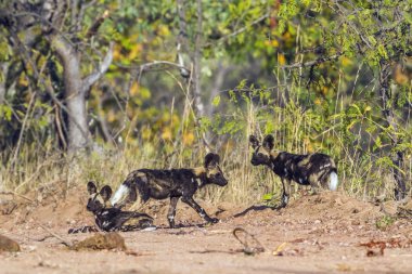 Afrika yaban köpeği Kruger National park, Güney Afrika
