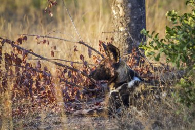 Afrika yaban köpeği Kruger National park, Güney Afrika