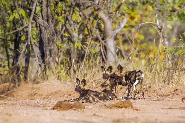 Perro salvaje africano en el Parque Nacional Kruger, Sudáfrica — Foto de Stock