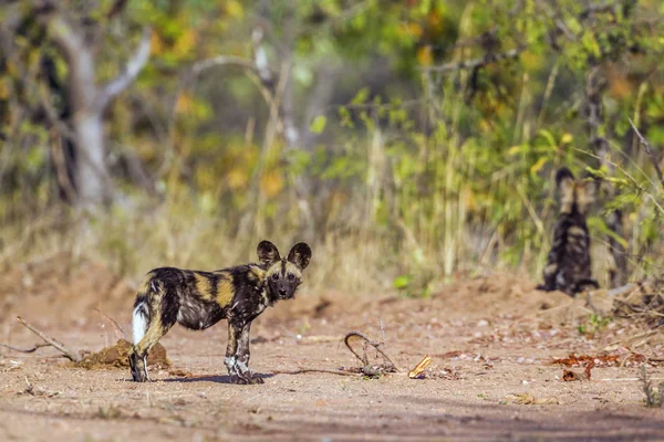 Африканських дикі собаки в Національний парк Крюгера, Південно-Африканська Республіка — стокове фото